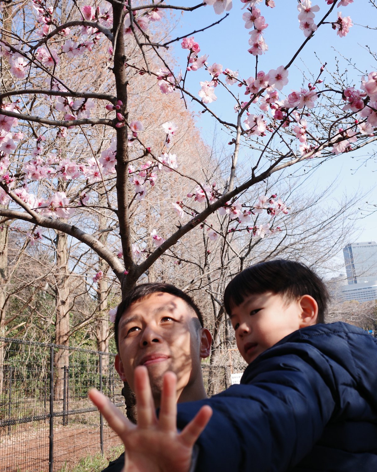 Xavi Cheung with his young son under plum blossoms, the boy reaching a hand towards the camera